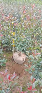 Photinia Red Robin, Tuin en Terras, Planten | Struiken en Hagen, Ophalen, Overige soorten, 100 tot 250 cm