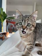 🐱 Kattenopvang bij mij thuis (Catsitting) Cat Hotel 🐱