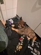 Duitse herder pup (teef), Dieren en Toebehoren, Honden | Herdershonden en Veedrijvers, 8 tot 15 weken, Teef, Parvo, Eén hond