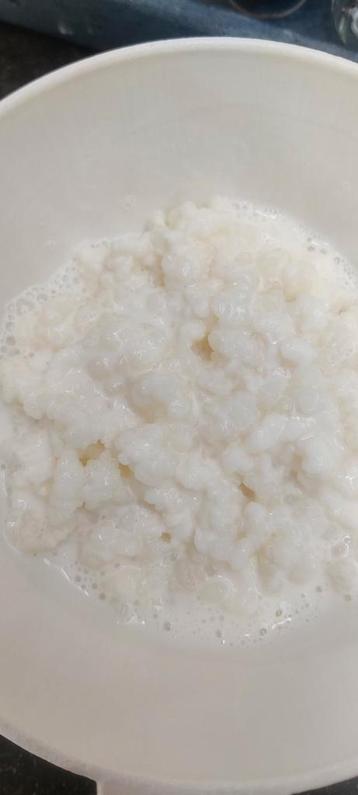 melk kefir plantje beschikbaar voor biedingen