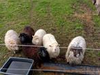 6 mooie Ouessantschaapjes, Meerdere dieren, Schaap, 0 tot 2 jaar