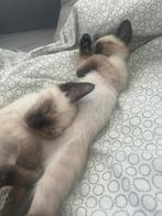 Siamese kittens, Kater, Ingeënt