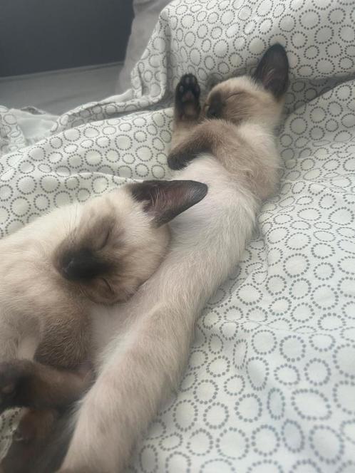 Siamese kittens, Dieren en Toebehoren, Katten en Kittens | Raskatten | Langhaar, Kater, Ingeënt
