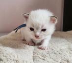 Lilac en Chocolate Ragdoll kittens met stamboom, Meerdere dieren, Met stamboom, 0 tot 2 jaar