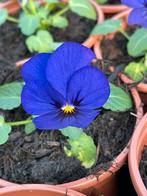 Violen groot- en kleinbloemig tray €5 (12), Ophalen, Overige soorten, Volle zon