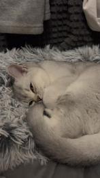 Lieve britste korthaar kittens, Dieren en Toebehoren, Katten en Kittens | Overige Katten, Meerdere dieren, Kortharig, 0 tot 2 jaar