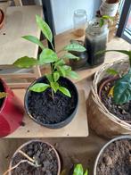 Sinaasappel plantjes, stekjes, Ophalen, Minder dan 100 cm, Overige soorten