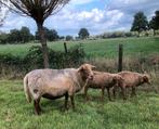 Coburger fuchs ooi , met lammeren, Dieren en Toebehoren, Schapen, Geiten en Varkens, Vrouwelijk, Schaap, 0 tot 2 jaar