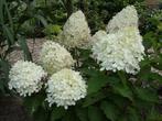 AANBIEDING!! Pluim hortensia 10 voor €39.95, Ophalen, Zomer, Overige soorten, Halfschaduw