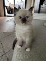 2 mannelijke Ragdoll Kittens, Dieren en Toebehoren, Kater, Ontwormd
