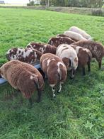 Bonte schaaprammen, Dieren en Toebehoren, Mannelijk, Schaap, 0 tot 2 jaar