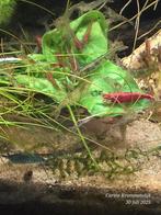 Neon caridina garnalen gemixte kleuren, Dieren en Toebehoren, Vissen | Aquariumvissen, Kreeft, Krab of Garnaal