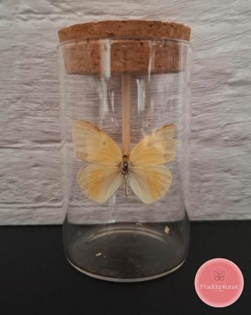 Geel vlindertje – zonnige charme in miniatuur beschikbaar voor biedingen