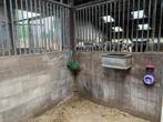 Stalling te huur, Dieren en Toebehoren, Stalling en Weidegang, Weidegang