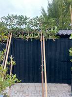 Lei bomen groenblijvend met stamhoogte van 200 cm