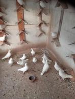 Wiitte postduiven., Dieren en Toebehoren, Vogels | Duiven, Meerdere dieren, Postduif