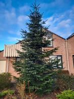 Abies Nordmanniana kerstboom Nordmann, Tuin en Terras, Ophalen of Verzenden, Volle zon, Overige soorten