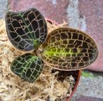 Jewel orchid Dossinia Marmorata p7, Huis en Inrichting, Kamerplanten, Ophalen of Verzenden, Halfschaduw, Minder dan 100 cm