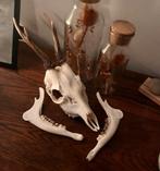 Gezocht: dode dieren om te prepareren, Verzamelen, Dierenverzamelingen, Ophalen, Zo goed als nieuw, Overige soorten, Overige typen