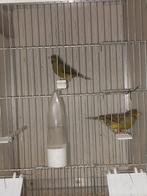 Spaanse timbrado's manen  per stuk 17,50, Dieren en Toebehoren, Vogels | Kanaries, Mannelijk, Zangkanarie