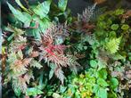Begonia bipinnatifida / terrarium, Huis en Inrichting, Kamerplanten, Ophalen of Verzenden, Halfschaduw, Minder dan 100 cm