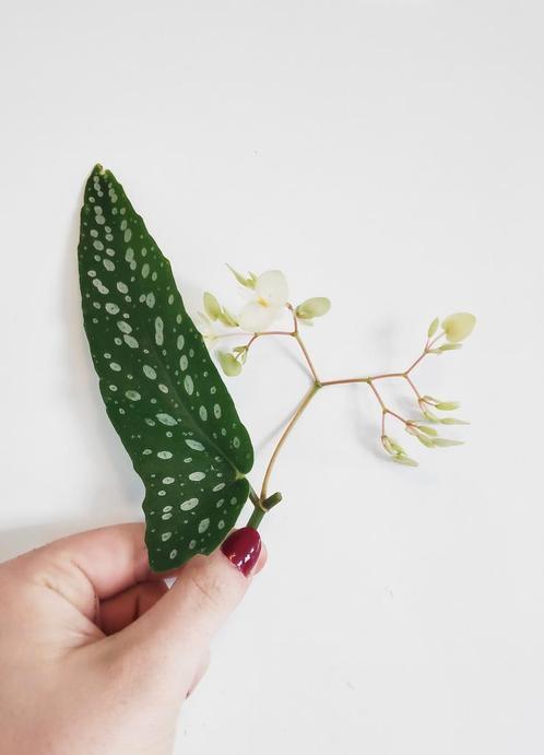 Begonia Tamaya stippenbegonia stekjes / stekken! 🌿🌸, Huis en Inrichting, Kamerplanten, Ophalen of Verzenden