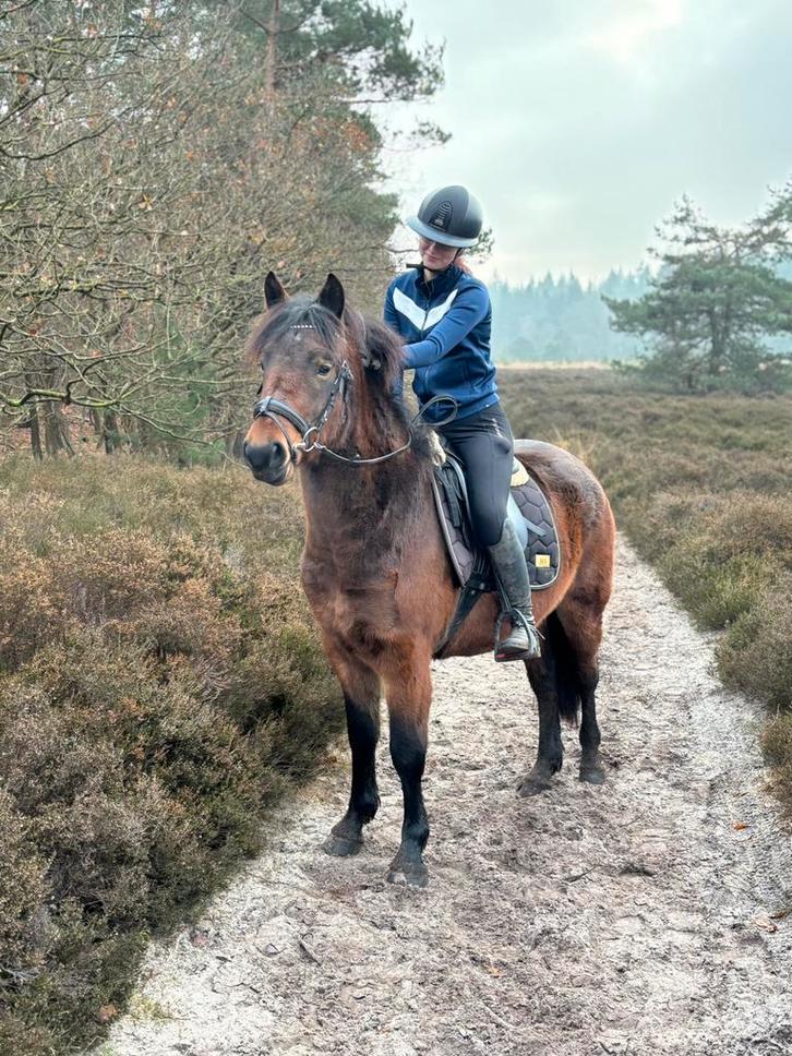 Te koop: Lucas – 4-jarige ruin, 1.50m | €7.500,-, Dieren en Toebehoren, Pony's, Ruin, B, E pony (1.48m - 1.57m), Recreatiepony