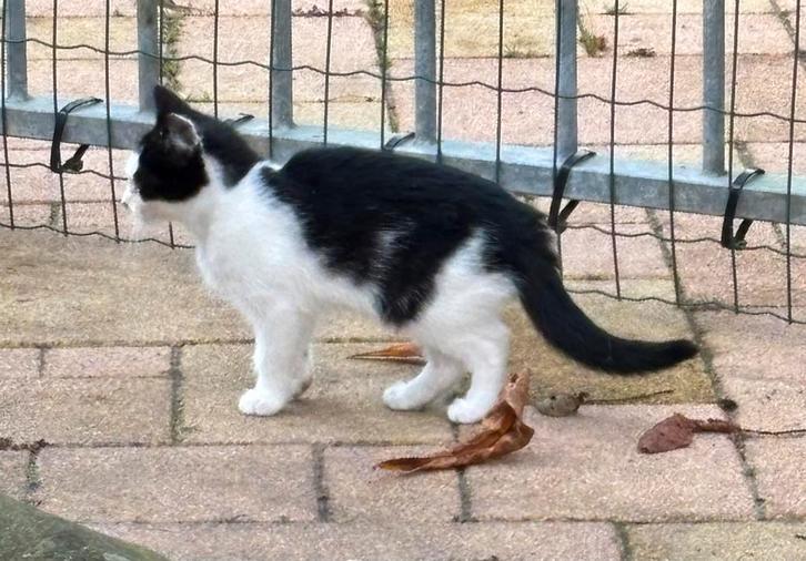 Boerderij kittens 12 weken, Dieren en Toebehoren, Katten en Kittens | Overige Katten, Kortharig, Meerdere dieren, 0 tot 2 jaar