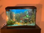 Juwel Aquarium in perfecte staat!!, Ophalen, Zo goed als nieuw, Gevuld zoetwateraquarium