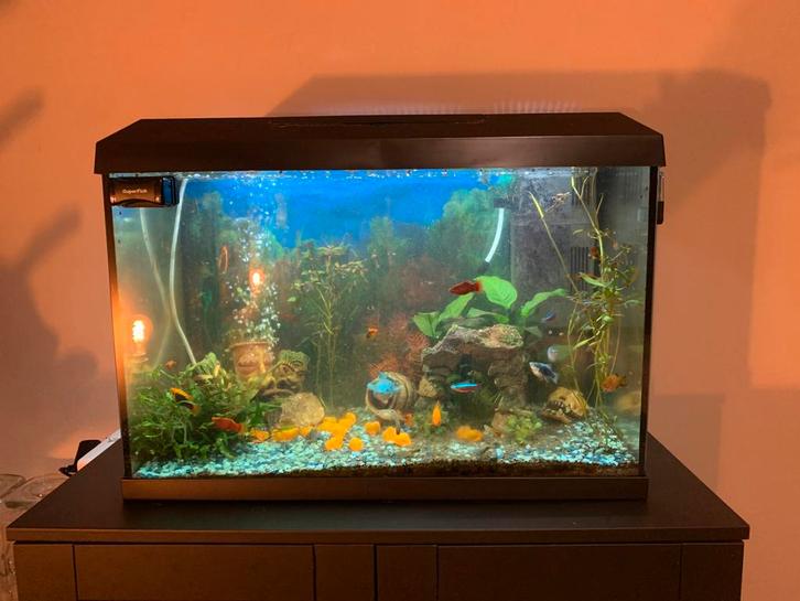 Juwel Aquarium in perfecte staat!!, Dieren en Toebehoren, Vissen | Aquaria en Toebehoren, Zo goed als nieuw, Gevuld zoetwateraquarium