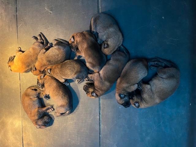 Mechelse herder Pups met stamboom, Dieren en Toebehoren, Honden | Herdershonden en Veedrijvers, Meerdere dieren, Herder, Particulier