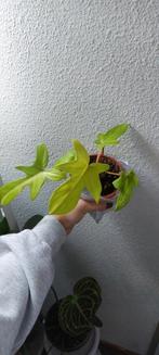 philodendron florida ghost plant, Huis en Inrichting, Kamerplanten, Ophalen
