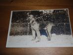Fotokaart Airedale Terrier Hond ( J Vlieger Amsterdam ), Verzenden, 1920 tot 1940, Ongelopen, Hond of Kat