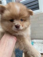 Nog 4 prachtige langharige merle pomsky pups !, Overige rassen, CDV (hondenziekte), 8 tot 15 weken, Meerdere