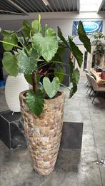 Grote kamerplant met Pot, Ophalen, In pot, 150 tot 200 cm