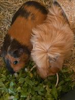 2 cavia’s (zeugjes) zoeken nieuw baasje, Dieren en Toebehoren, Knaagdieren, Cavia, Vrouwelijk, November, Tam