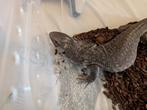 Steppevaraan varanus exanthematicus, Dieren en Toebehoren, Reptielen en Amfibieën, Hagedis, 0 tot 2 jaar