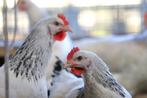 Grote Sussex kippen | Legkippen | Persoonlijk advies!, Dieren en Toebehoren, Kip, Vrouwelijk
