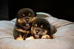 Shiba inu pups met stamboom, Dieren en Toebehoren, België, Fokker | Hobbymatig, Overige rassen, CDV (hondenziekte)