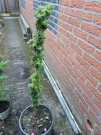Taxus baccata, Tuin en Terras, Planten | Bomen, Ophalen, Bloeit niet, Halfschaduw, Overige soorten