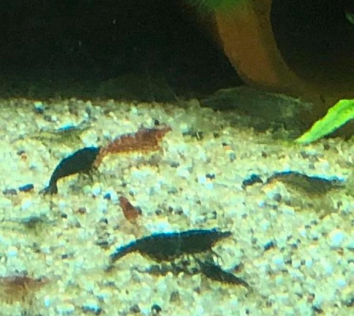 Mix garnalen geselecteerd, Dieren en Toebehoren, Vissen | Aquariumvissen, Kreeft, Krab of Garnaal