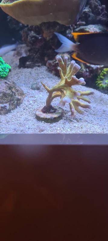 Montipora Forest Fire beschikbaar voor biedingen