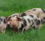 2 prachtige Bentheimer x Pietrain borgen te koop aangeboden, Dieren en Toebehoren, Schapen, Geiten en Varkens, Mannelijk, Varken