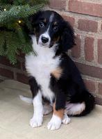 Prachtige BORDER COLLIE x FRIESE STABIJ pup - teefje, Dieren en Toebehoren, Nederland, CDV (hondenziekte), 8 tot 15 weken, Teef