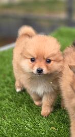Te koop mooie kleine Dwergkees pups (pomeriaan), Nederland, CDV (hondenziekte), 8 tot 15 weken, Meerdere