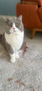 DEKKATER €180 britse korthaar, Kater