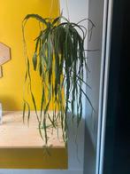 Epiphyllum Anguliger (Zaagcactus), Ophalen, Halfschaduw, Minder dan 100 cm, Groene kamerplant