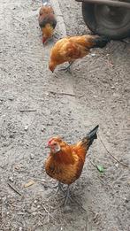 Kriel kip, auracana hen en haan, Dieren en Toebehoren, Pluimvee, Meerdere dieren, Kip