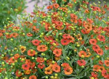 Zaden Helenium Mardi Gras beschikbaar voor biedingen