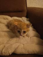 Lieve kitten, Dieren en Toebehoren, Katten en Kittens | Overige Katten, Kater